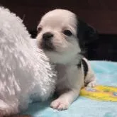 チワワ(ロング)【岡山県・女の子・2022年11月20日・ホワイト&ブラック】の写真4「12月15日撮影」