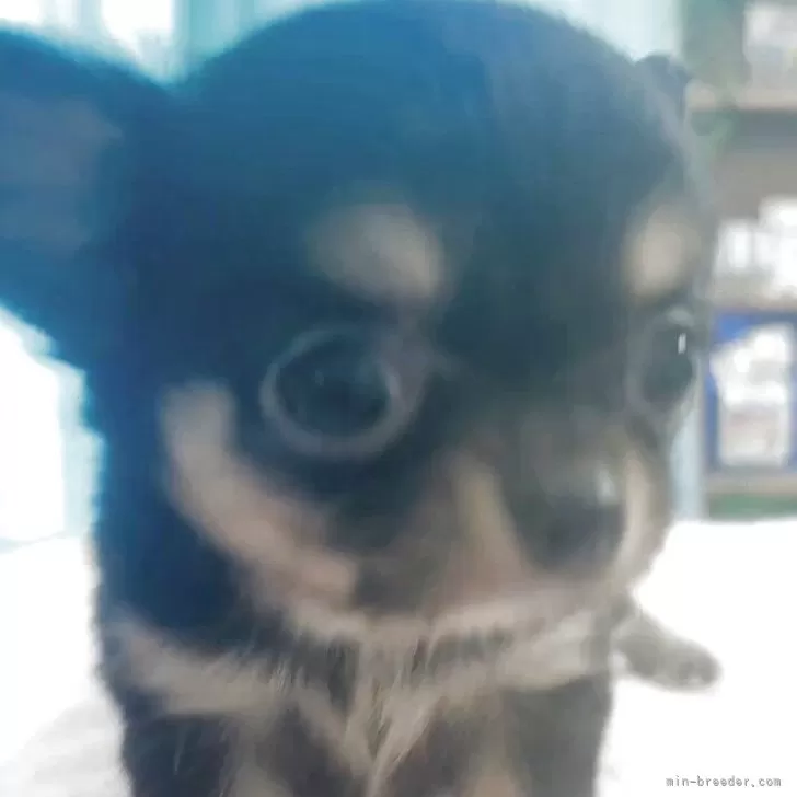 ID：2508-03998の子犬