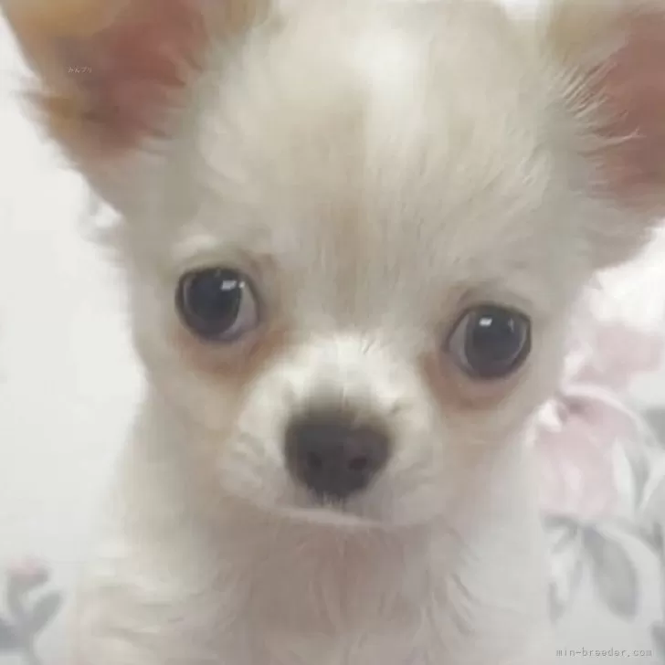 ID:2507-00513の子犬