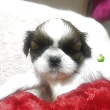 シーズー【岐阜県・男の子・2026年2月19日・ホワイト&ゴールド】の写真「おっとりさんな男の子」