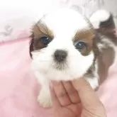 シーズー
