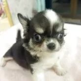 チワワ(ロング)