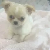 チワワ(ロング)