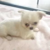 チワワ(ロング)