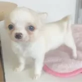 チワワ(ロング)