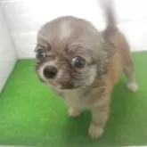 チワワ(ロング)