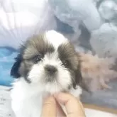 シーズー