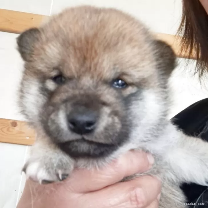 なお 様のお迎えした子犬