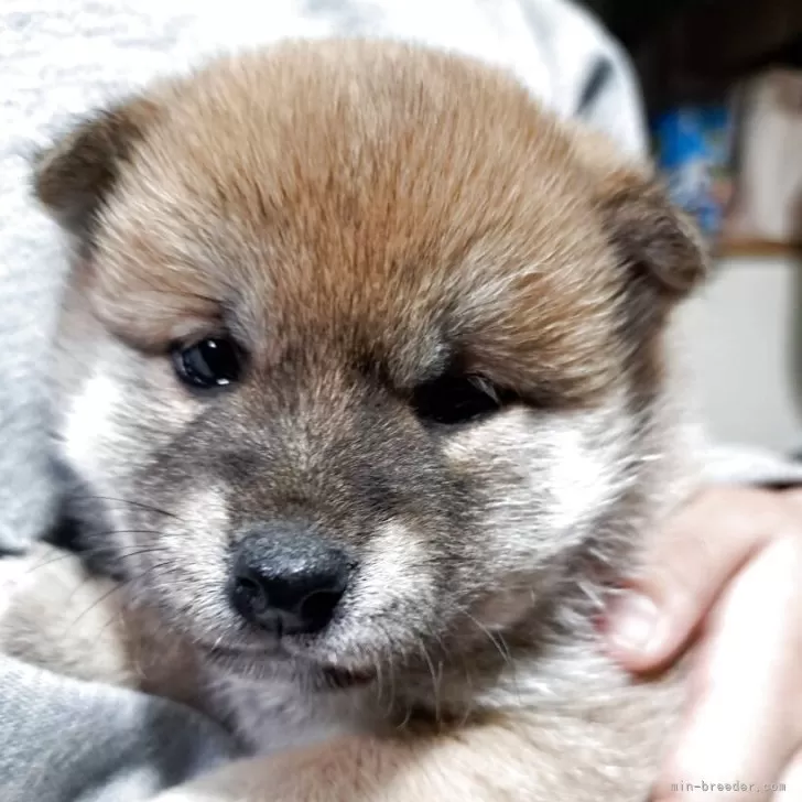 E.M 様のお迎えした子犬