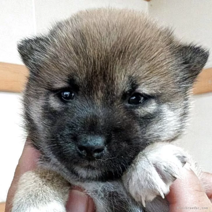 ID：2507-06602の子犬