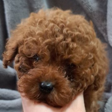 トイプードル(タイニー)【北海道・男の子・2024年12月24日・レッド】の写真「クリスマスイブ生まれの男の子」