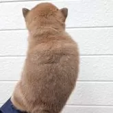 柴犬(標準サイズ)【北海道・男の子・2025年9月15日・赤】の写真4「柴犬としては小ぶりな子です✨」