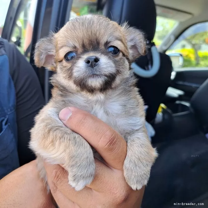 ID：2405-05514の子犬