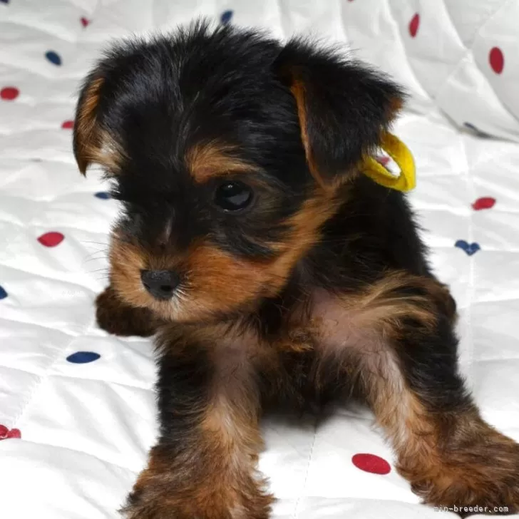 S.N 様のお迎えした子犬