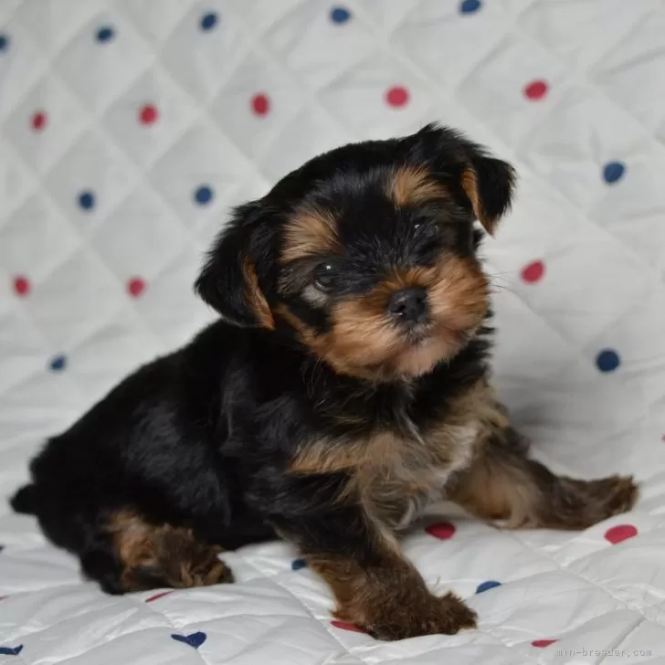 ID：2411-07925の子犬