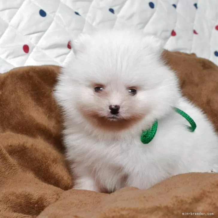 ID：2507-02156の子犬