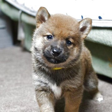 豆柴【愛知県・女の子・2025年6月6日・赤】の写真「人気の豆しばちゃん♪プリンセス降臨！」