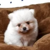 ポメラニアン