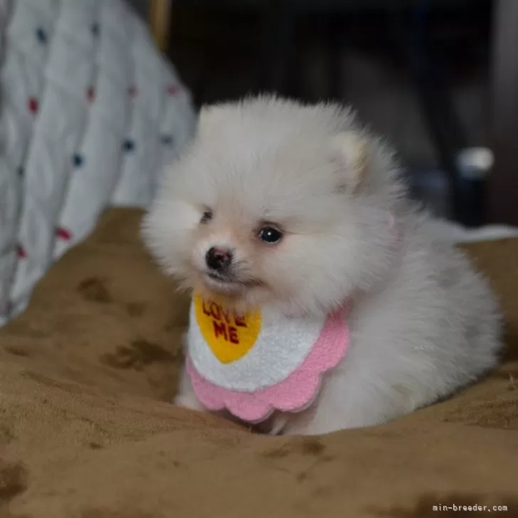 ID：2409-05740の子犬