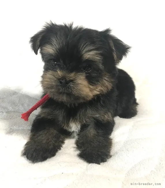 ID：2207-00252の子犬