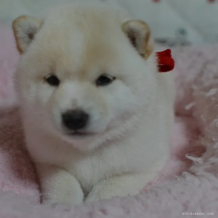 ID:2304-05900の子犬