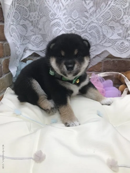 ID：2105-01788の子犬