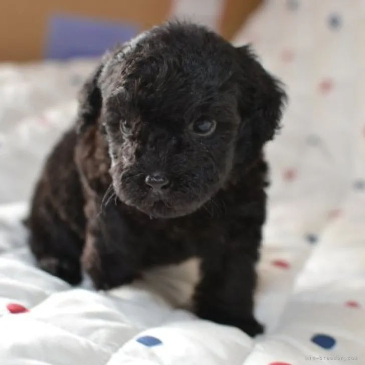 ID：2311-02712の子犬