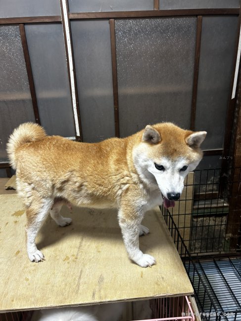 豆柴【・女の子・2020年12月26日・赤】