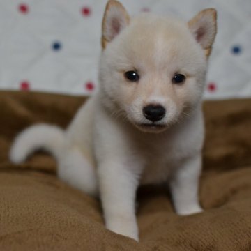 柴犬(豆柴)【愛知県・女の子・2024年8月11日・白】の写真「希少！白豆しばの女の子！女神が降臨しました♡」