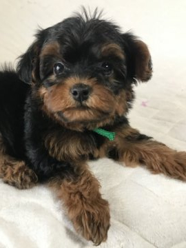 プードル(タイニー)&ヨークシャテリア【愛知県・男の子・2022年3月18日・スチールブルー&タン】の写真「甘えたな男の子♪
とっても小さいです」