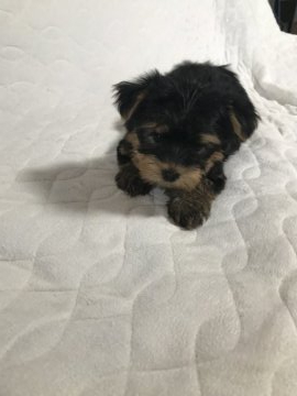 プードル(タイニー)&ヨークシャテリア【愛知県・男の子・2022年3月18日・スチールブルー&タン】の写真「かまってちゃんの男の子♪
とっても小さいです」