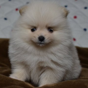ポメラニアン【愛知県・女の子・2024年2月7日・クリーム】の写真「お姫様見つけました♡癒し系女の子です♪」