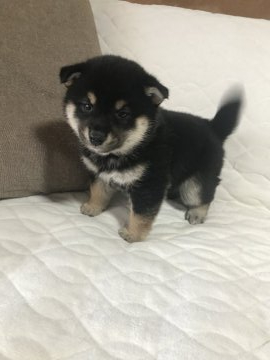 柴犬(豆柴)【愛知県・女の子・2022年2月10日・黒】の写真「とても大人しい女の子⭐︎人気のブラック♪【訳あり】」