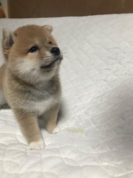 柴犬(豆柴)【愛知県・男の子・2022年3月18日・赤(茶色)】の写真「大人しい男の子♪甘えたさん♡」