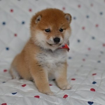 柴犬(豆柴)【愛知県・男の子・2024年2月17日・赤】の写真「イケメン王子だぞ☆ミ」