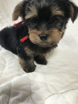 プードル(タイニー)&ヨークシャテリア【愛知県・女の子・2022年3月18日・スチールブルー&タン】の写真「と〜っても小さい女の子♪
めちゃくちゃ可愛いです」