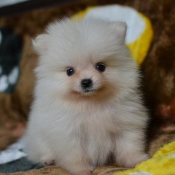 ポメラニアン【愛知県・男の子・2023年9月20日・ホワイト】の写真「王子様登場！なんですか！この可愛さは！！」