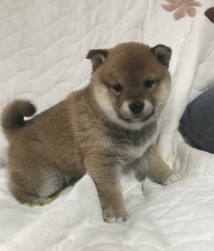 柴犬(豆柴)【愛知県・男の子・2022年2月10日・赤】の写真「小さめ男の子♪めちゃカワです♡」