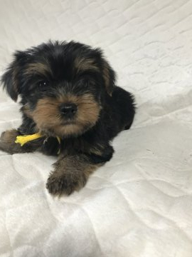 プードル(タイニー)&ヨークシャテリア【愛知県・女の子・2022年3月18日・スチールブルー&タン】の写真「甘えたさんの女の子♪
めちゃくちゃ可愛いです」