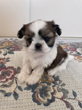 シーズー【愛知県・女の子・2021年9月16日・ホワイト&ゴールド】の写真「お姫様がやってきました☆」