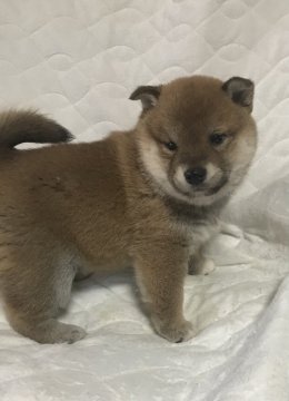 柴犬(豆柴)【愛知県・女の子・2022年2月10日・赤】の写真「まるぽちゃな女の子♪とっても可愛いですよ♡」