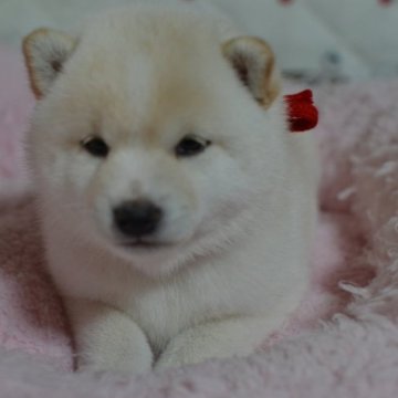 柴犬(豆柴)【愛知県・女の子・2023年3月24日・白】の写真「希少！白豆しばの女の子！女神がここにいます♡」