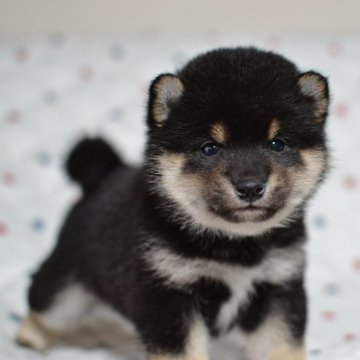柴犬(豆柴)【愛知県・男の子・2024年2月17日・黒】の写真「人気の黒豆柴ちゃん♡オススメです⭐︎」