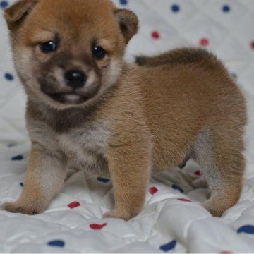 柴犬(豆柴)【愛知県・男の子・2024年7月27日・赤】の写真「人気の豆しばちゃん♡めっちゃカワです♪」