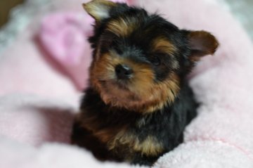 ヨークシャーテリア【愛知県・男の子・2021年2月19日・スチールブルー&タン】の写真「ちょっとぽっちゃり♡でも、めちゃカワ！！」