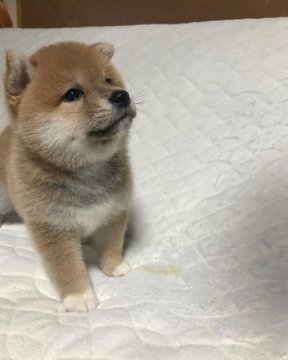 柴犬(豆柴)【愛知県・女の子・2022年3月18日・赤(茶色)】の写真「ぽちゃぽちゃ女の子♪可愛いすぎて罪♡」