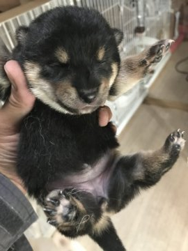 柴犬(豆柴)【愛知県・女の子・2020年10月24日・黒】の写真「元気いっぱいの女の子です。」