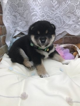 柴犬(豆柴)【愛知県・男の子・2021年4月9日・黒】の写真「大人しい黒豆くんです⭐︎」