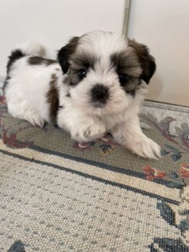 シーズー【愛知県・男の子・2021年9月16日・ホワイト&ゴールド】の写真「優しい顔の癒し系イケメンくん☆」