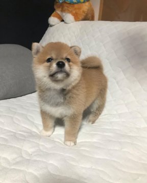 柴犬(豆柴)【愛知県・女の子・2022年3月18日・赤(茶色)】の写真「まるぽちゃ女の子♪とっても可愛いですよ♡」